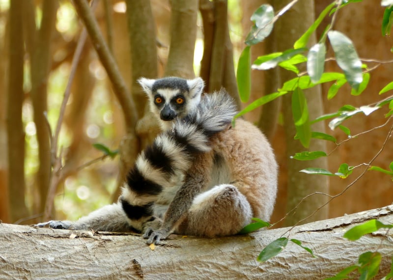 Ring tailed lemur in Madagascar