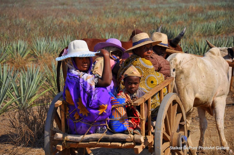 People in Madagascar riding on ox driven cart, global travel photography
