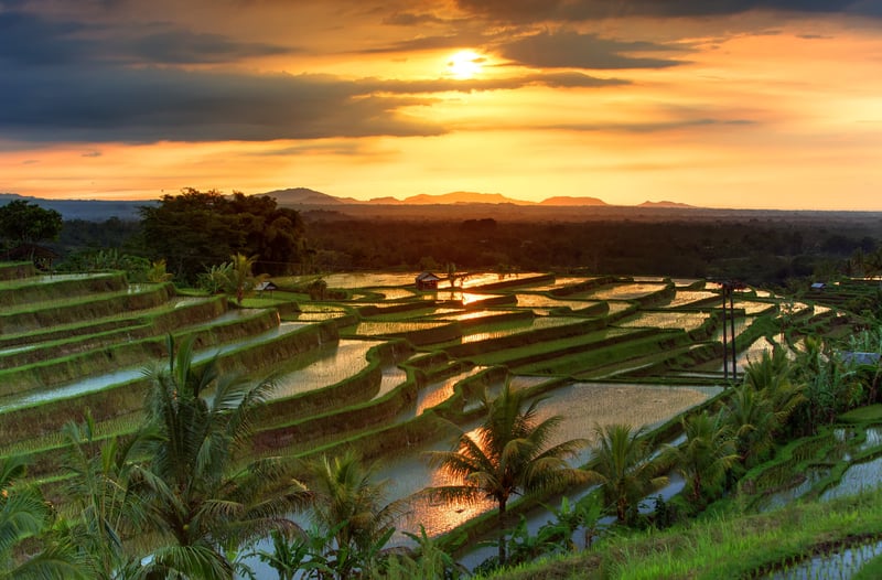 Iconic rice paddies of Bali, home to Sandat Glamping 