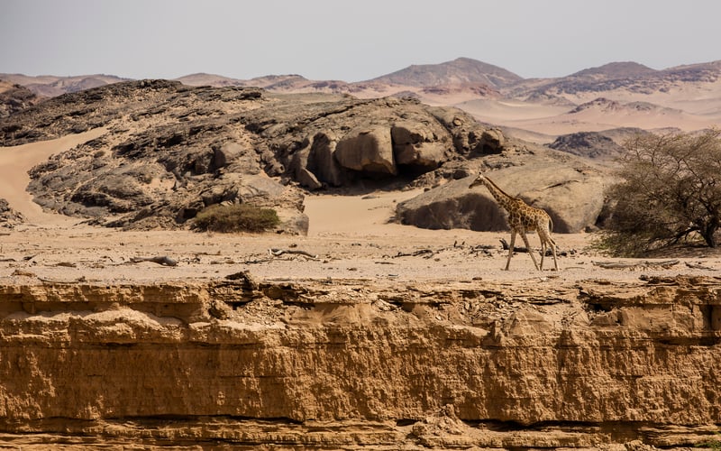 A giraffe walking alongside a canyon in Kaokoland, one of the best glamping locations for nature lovers