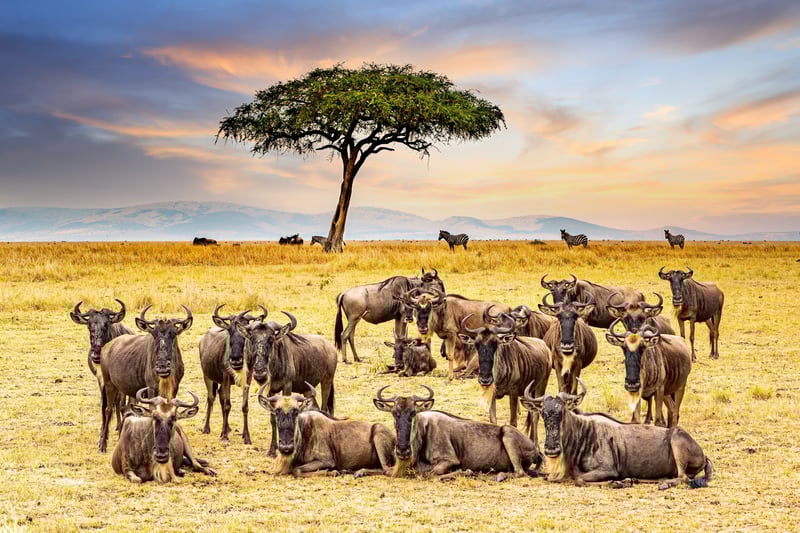 A herd of buffalo in Masai Mara National Park, Kenya