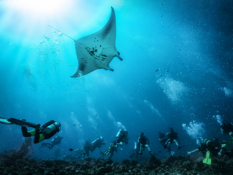 A crew of responsible divers swimming with a huge manta ray in the Indian Ocean, Maldives