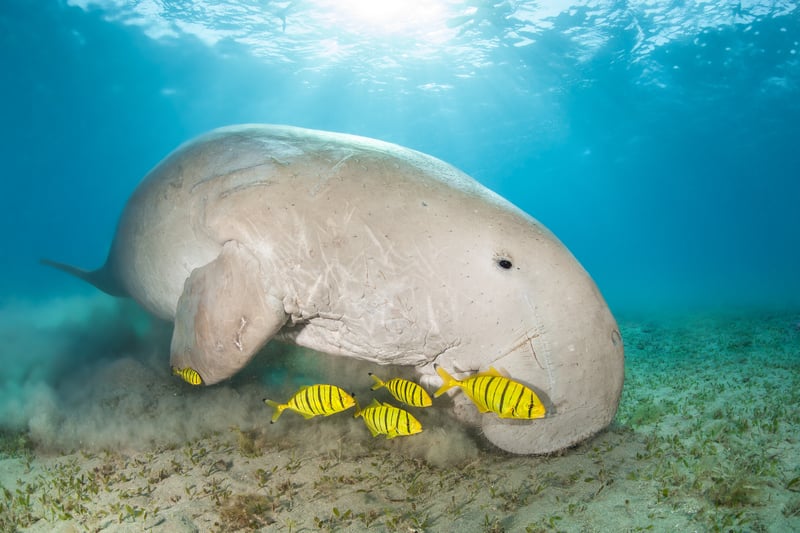Dugong in a sea grass meadow surrounded by yellow pilot fish, Red Sea, Egypt, excellent place to see animals in the sea