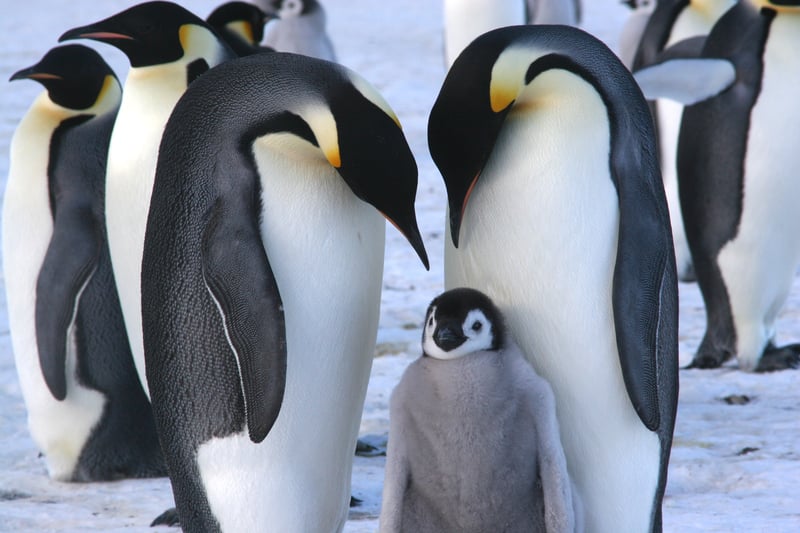 Emperor penguins with chick in Ross sea Antarctic are iconic animals of the ocean