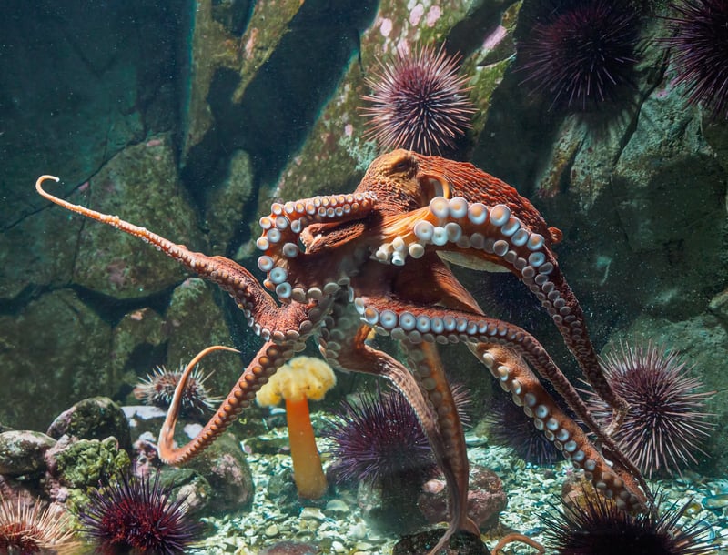 Giant Pacific octopus (Enteroctopus dofleini) moving around in his habitat, the smartest animal in the ocean