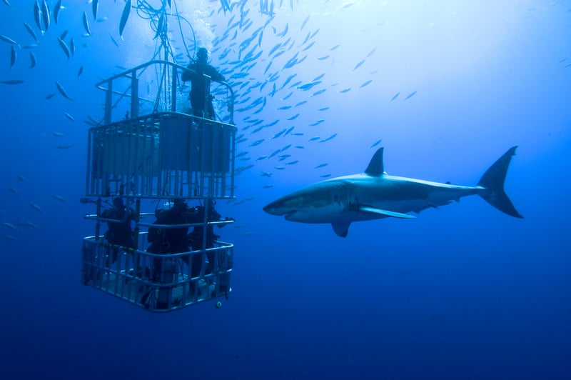 Great white shark swims around the cage