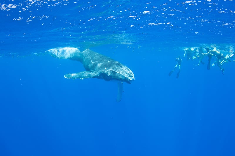 Humpback whale calf underwater swimming next to a group of unidentifiable snorkelers on a tour. Off the island of Moorea in French Polynesia, right next to Tahiti