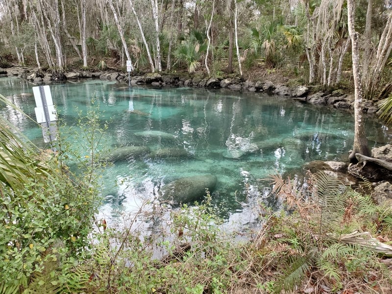 Manatees at the blue Three Sister Springs in Crystal River Florida