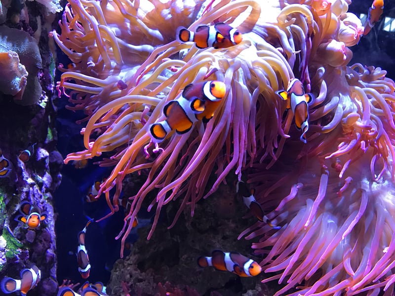 Real clown fish in anemone in the Great Barrier Reef, animals in the ocean made famous by Finding Nemo