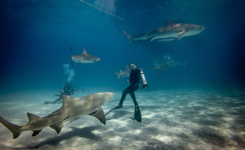 Respnsible Diving with sharks in the Bahamas