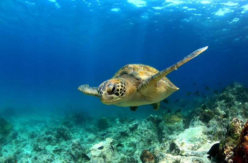 Sea turtle underwater Galapagos Islands