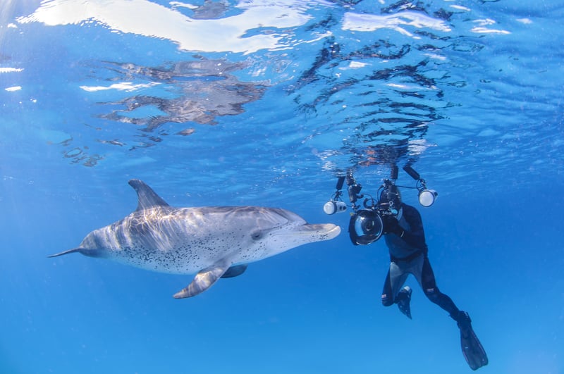 Underwater Photographer with Friendly Dolphin in Clear Waters of Bimini, Bahamas, a responsible dolphin interaction destination