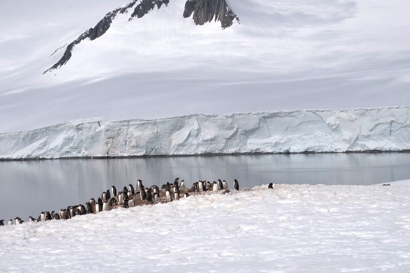 Antarctic Seals with bay and mountains in the background