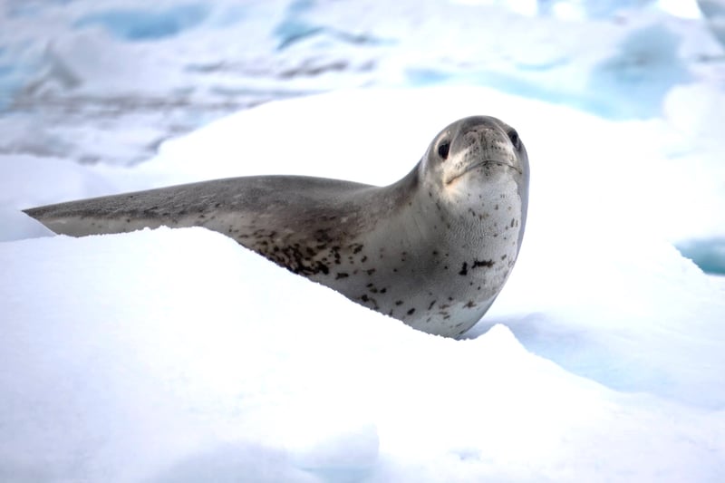 Antarctictic Wedel Seal