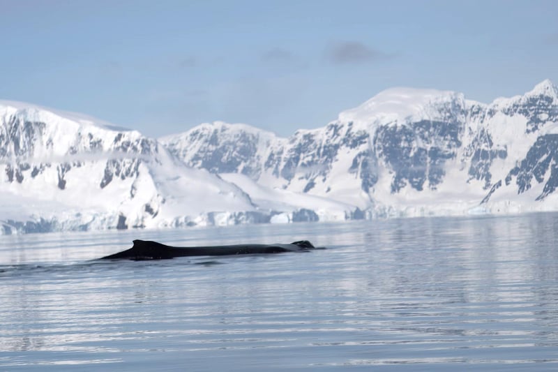 Whale breaching  in Antarctica
