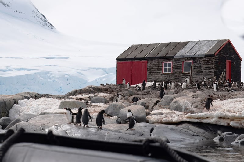 research station and penguins 