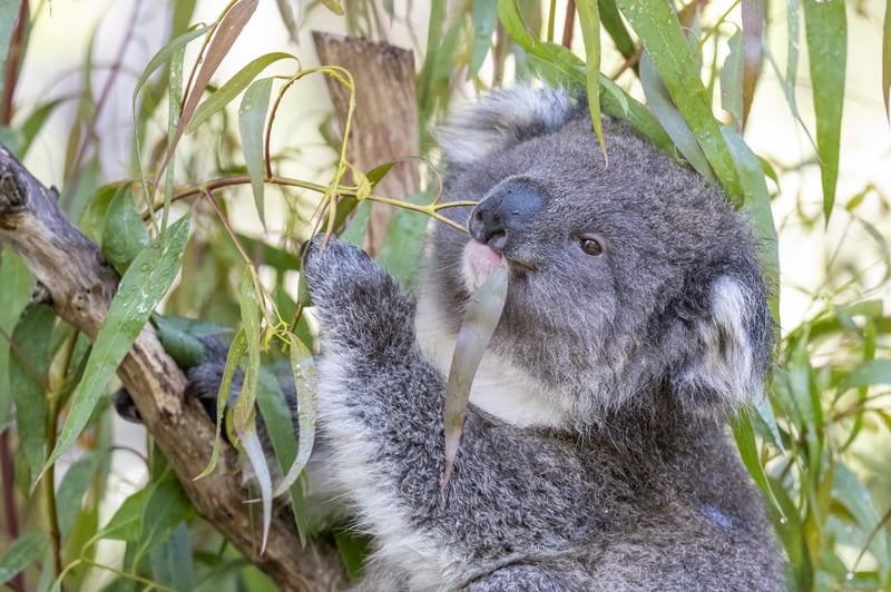 Male Koala eating a leaf in Healesville Sanctuary Zoo.