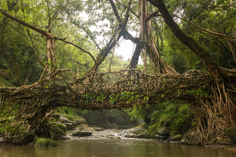 Living roots bridge near Riwai village, Cherrapunjee, Meghalaya, India, a highlight on one of the world's best day treks