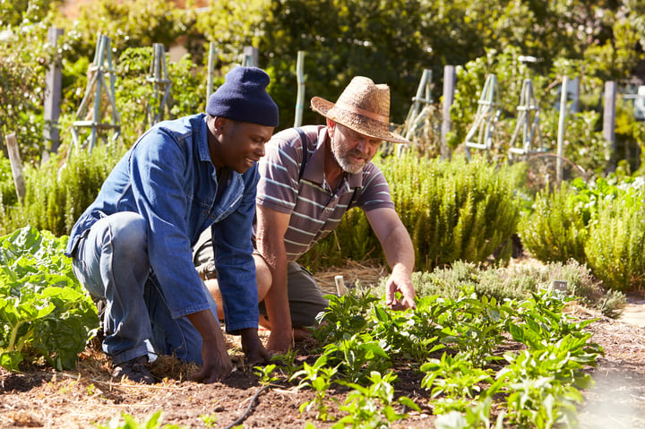 two men attending to a vegetable garden, an excellent way to make physical activity as a lifestyle