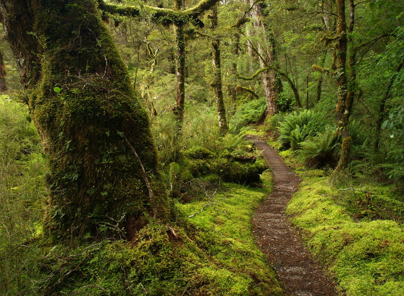 Kepler track path in moss through rainforest, Fiordland, New Zealand