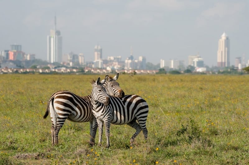 Two zebras together in the Nairobi Safari Walk