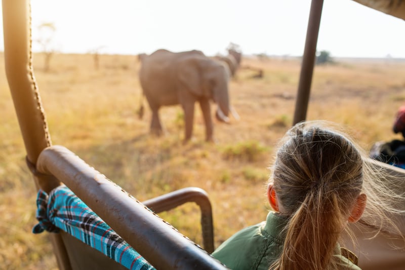Elephant on safari on World cruise overland tour