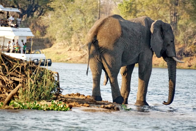 Zambezi river cruise with elephant in the foreground