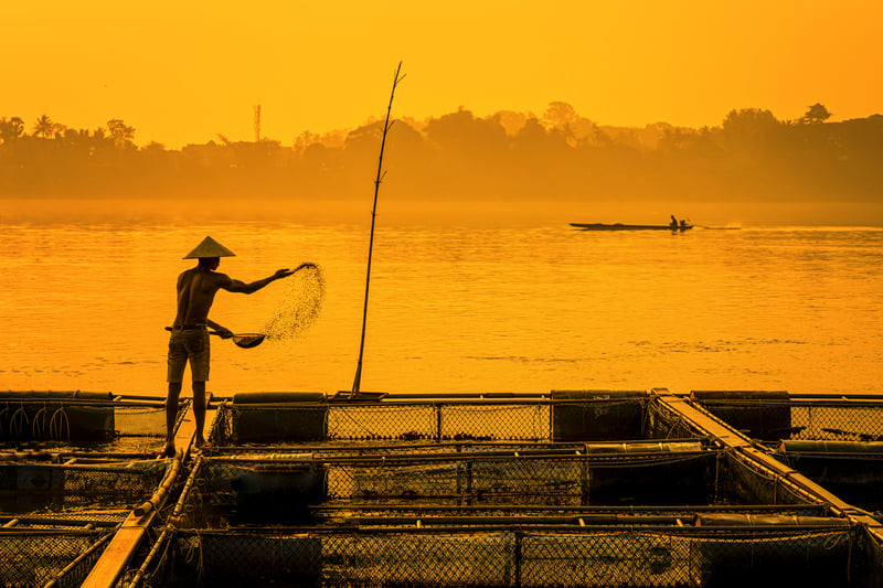 Fisherman feeds the fish in a commercial farm in Mekong river, Nongkhai. Farmers feeding fish in cages, Mekong River. The Tilapia for feeding fish in northeast of Thailand
