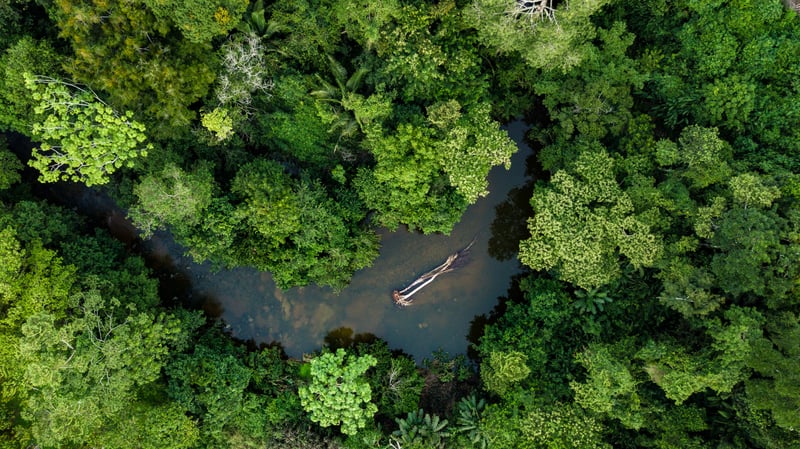 Aerial shot of Amazon Rainforest in Brazil, one of the best day tours in South America