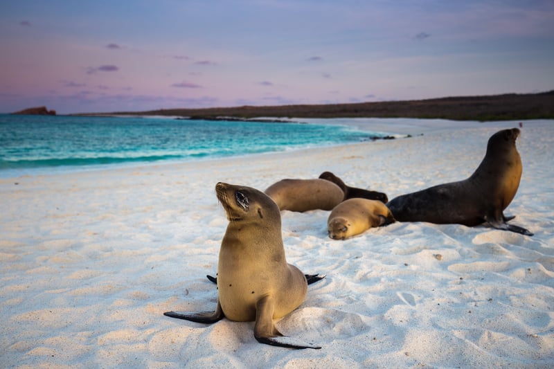 Sea Lions in Galapagos Island