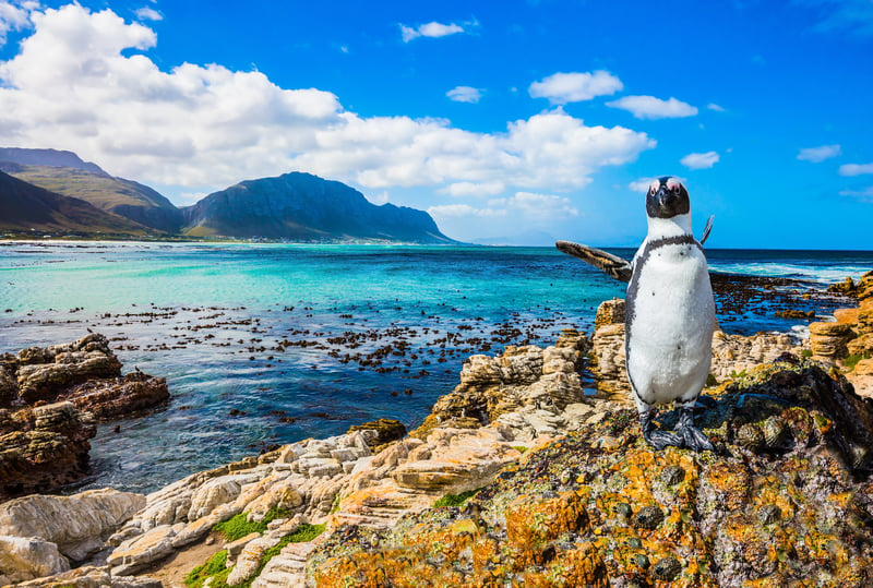 White penguin at the beach of South Africa