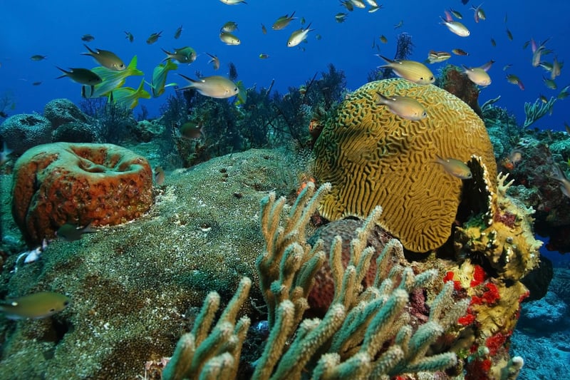 Cozumel coral in Caribbean