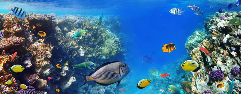 Traveling the Middle East: Colorful coral reef of the Red Sea