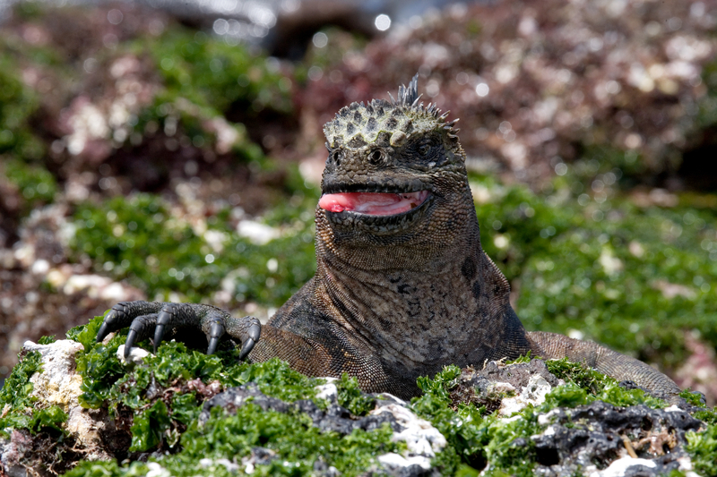 South America: Galapagos Iguana