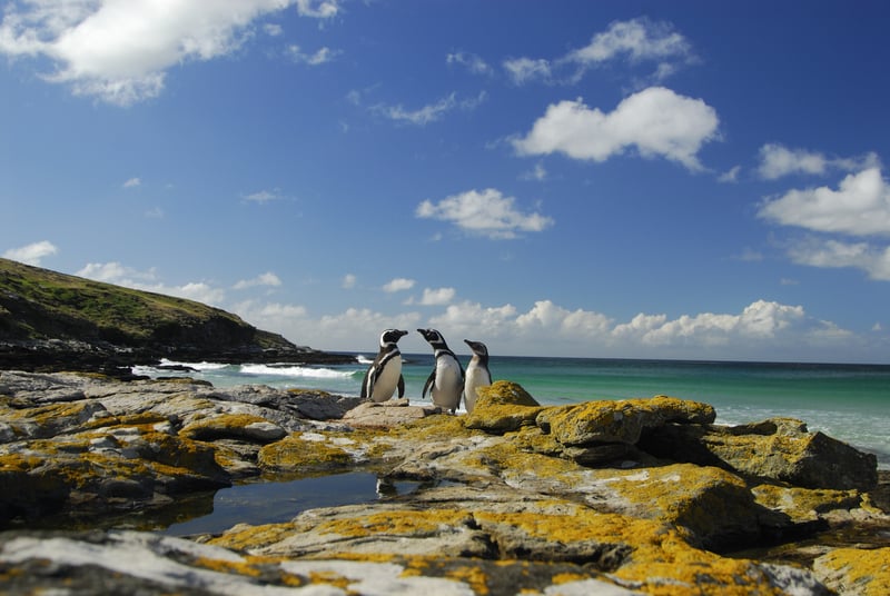 South America: Falkland islands