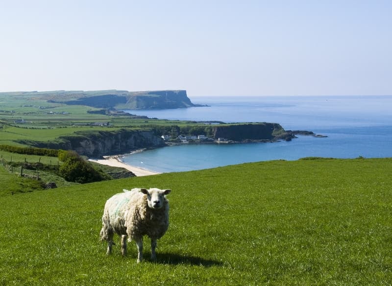 Sheep in coastal Ireland dream travel destinations