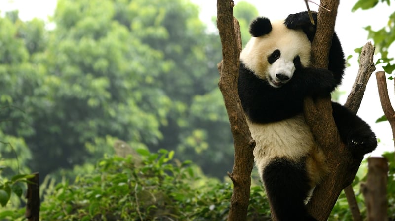 Giant Pandas cuddling a tree branch in China