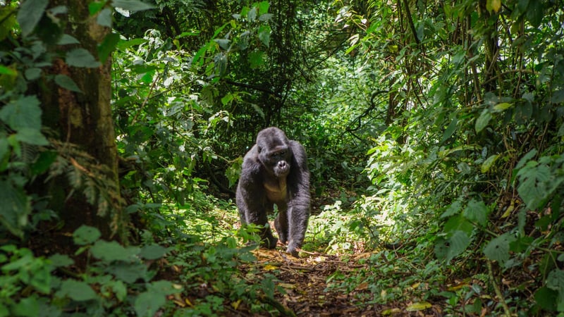 Gorilla front and center in Rwanda, one of the best places to see wildlife.