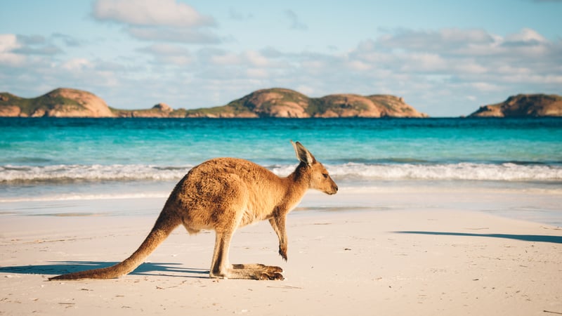 Kangaroo in a beach in  Australia