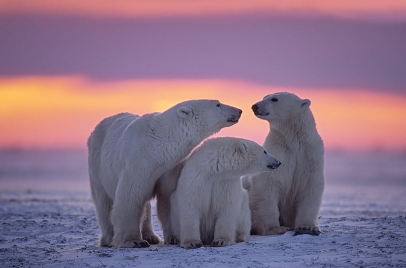 Polar bear family in The Arctic