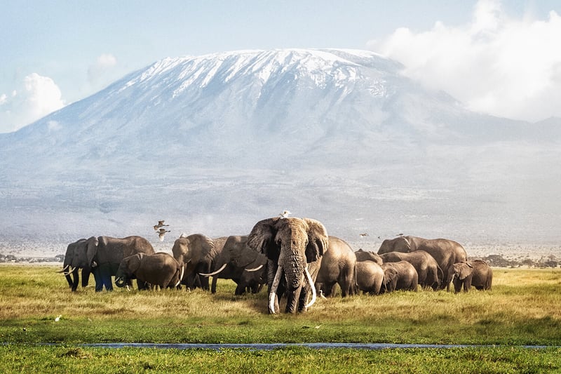 A group of elephants in a safari in Kenya