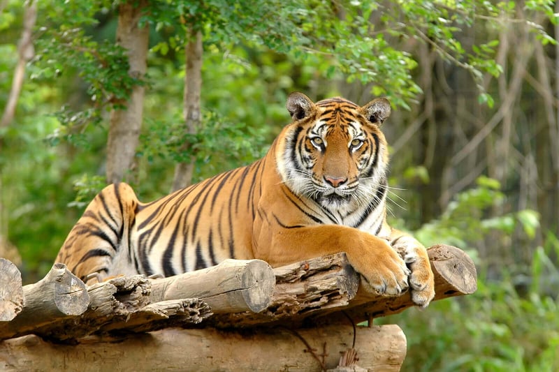 The Bengal tiger resting in a jungle in India