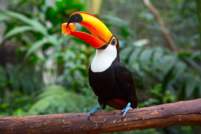 toucan eating a fruit in the Amazon, one of the best places to see wildlife.