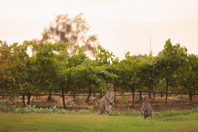 Eastern Grey kangaroos (Macropus giganteus) beside a vineyard in Australia