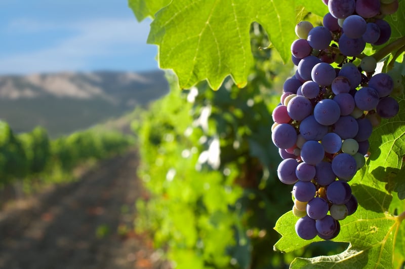 Wine grape close up on vineyard