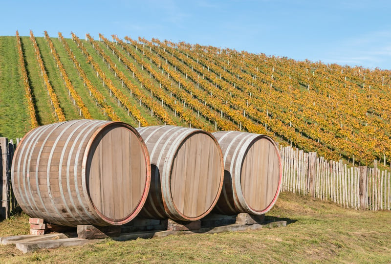 Oak barrels in vineyard at New Zealand