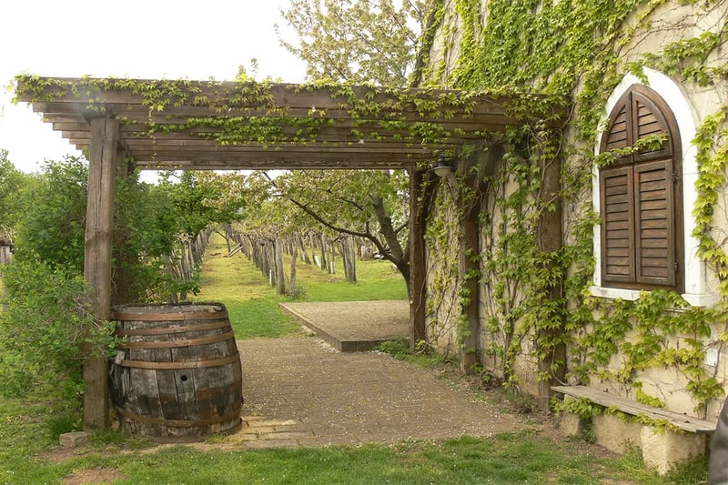 Green wine cellar in the vineyard in Hungary