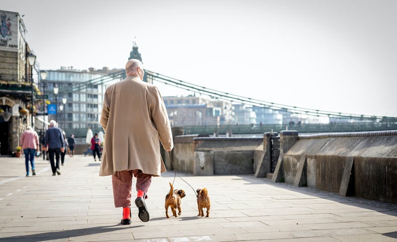 Older man walking his dogs in London has a purpose