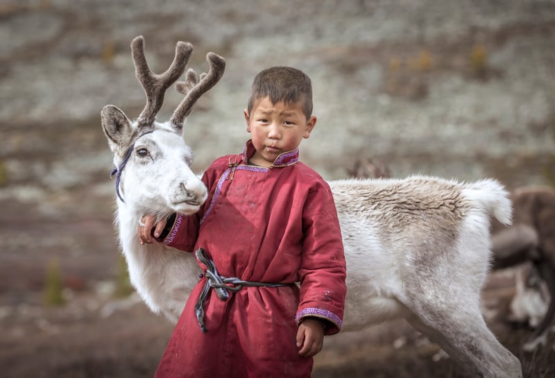 Young boy with caribou in Mongolia, nomadic herding family